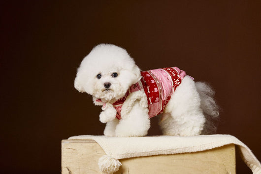 Chaleco Fair Isle para Mascotas Schnauzer Bichon Teddy - Image 23