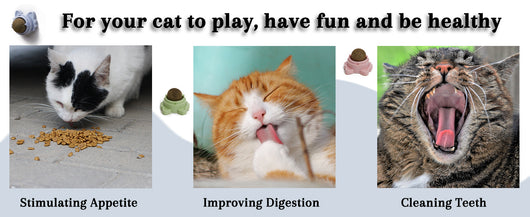 Pelotas de Catnip Adhesivas para Pared - Juguetes Dentales para Gatos - Image 11