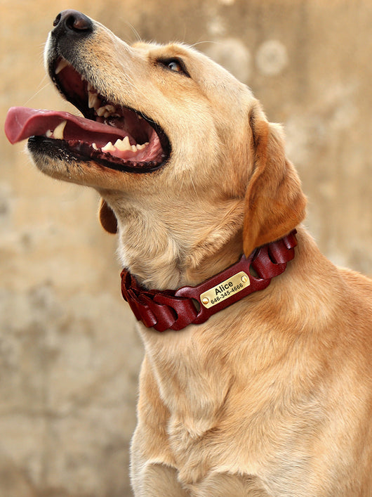 Collar de Cuero Trenzado para Perros Medianos y Grandes - Image 6