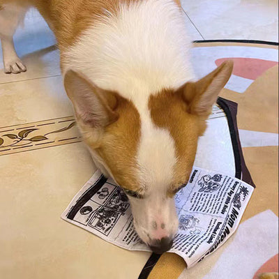 Juguete Interactivo para Perros Resistente a Mordidas con Sonido de Periódico - Image 16