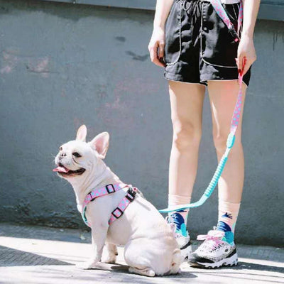 Arnés de Tracción X-Type para Pasear Perros