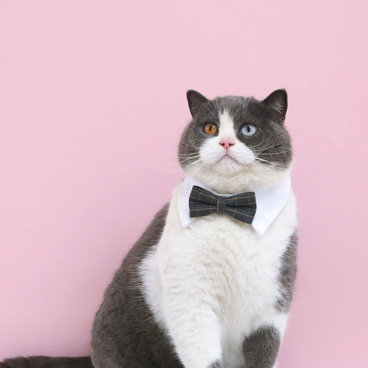 Corona Princesa para Gatos y Mascotas - Accesorio de Fiesta Elegante - Image 11