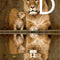 Pintura de Diamantes 5D - Bordado de León Animal