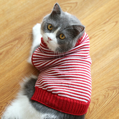Suéter Gato Azul Británico para Otoño e Invierno - Image 15