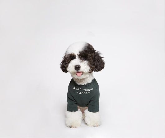 Playera para Mascotas con Estampado de Letras Wind - Diseño Simple y Cómodo - Image 3