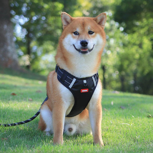 Orange no-pull dog harness with reflective strips, adjustable buckles, and a top handle for training and outdoor use. - Image 9