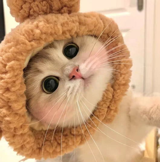 Gorro Felino de Moda: Expresa tu Personalidad y Creatividad - Image 9