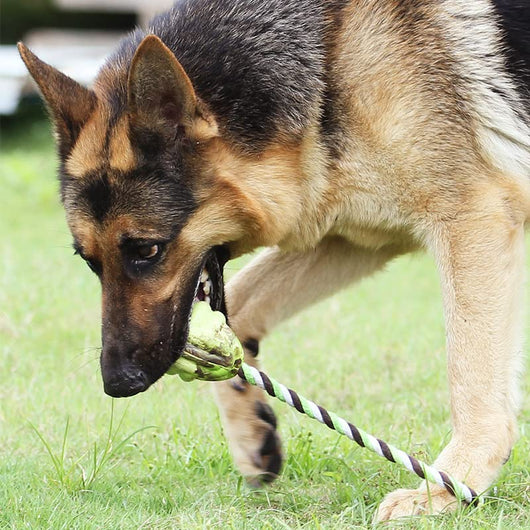 Juguetes de Cuerda con Nudos para Perros - Juego Interactivo de Tracción - Image 12
