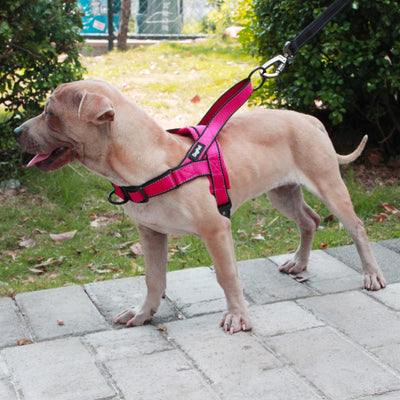 Arnés de Tiro para Perro con Cuerda de Tracción - Image 16