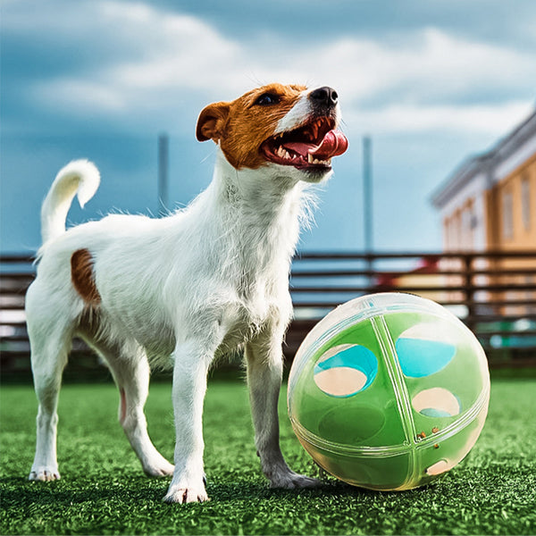 Clear round dog puzzle toy with four compartments, two holding green tennis balls and two holding blue squeaky balls.