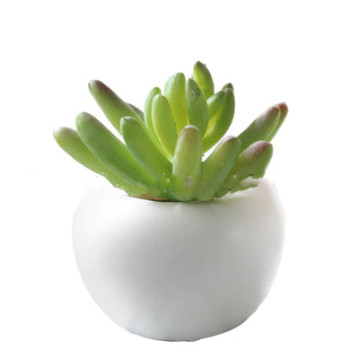 Imanes Decorativos de Suculentas para Refrigerador - Mini Plantas Magnéticas - Image 13