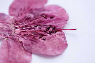 Adorno de Flor de Azalea Deshidratada - Image 7
