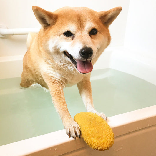Shiba Inu dog holding a yellow fried shrimp tempura plush squeaky toy in its mouth, looking forward. - Image 10
