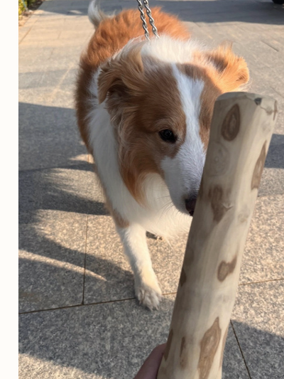 Juguete Mordedor para Perro de Madera de Café Natural - Image 12