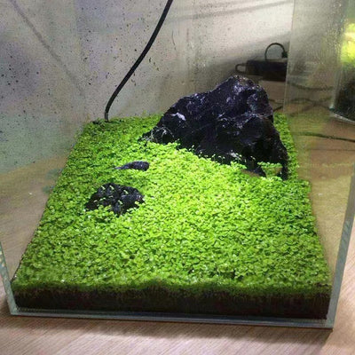 Arena Acuática con Lodo para Acuarios - Diseño Natural del Paisaje - Image 10
