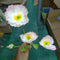 3 Flowers And 1 Bud Light Rosado