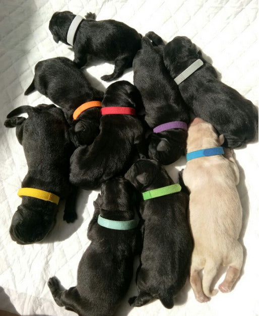 Collares de Identificación para Cachorros Recién Nacidos (Paquete de 12) - Image 12