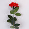 Rosa Vermelha