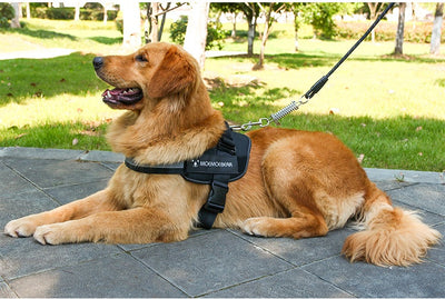 Arnés Pectoral para Perros de Tela Oxford - Image 19