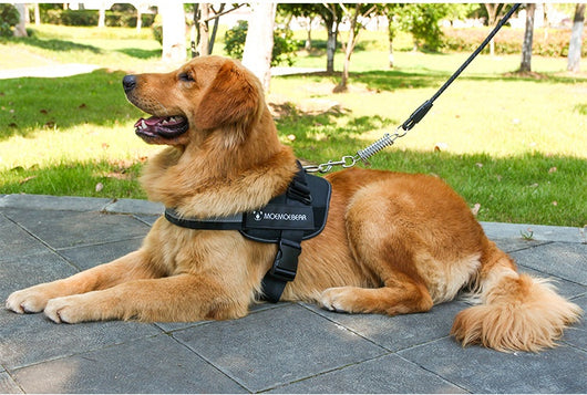 Arnés Pectoral para Perros de Tela Oxford - Image 19