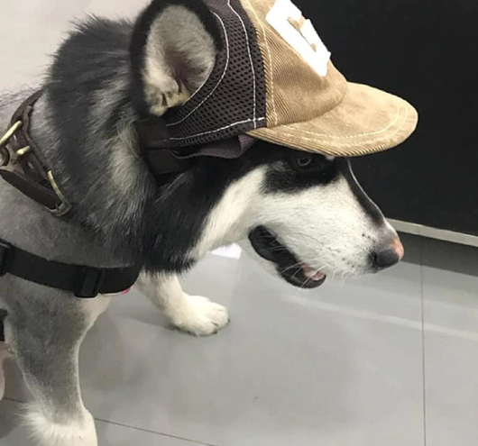 Gorra Protectora Solar para Perros Transpirable - Image 3
