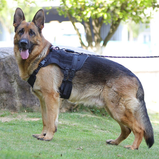 Light grey tactical dog harness made of Oxford cloth with mesh padding, adjustable straps, a top handle, and D-ring. - Image 16