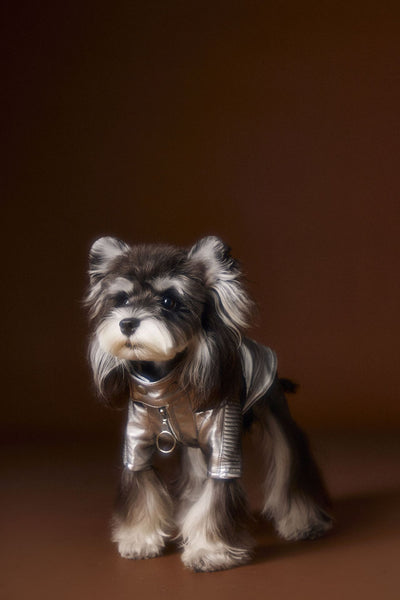 Chaqueta de Cuero Plateado Desgastado Teddy Schnauzer Bichon - Image 3