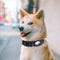 Rastreador GPS para Mascotas con Protector Móvil