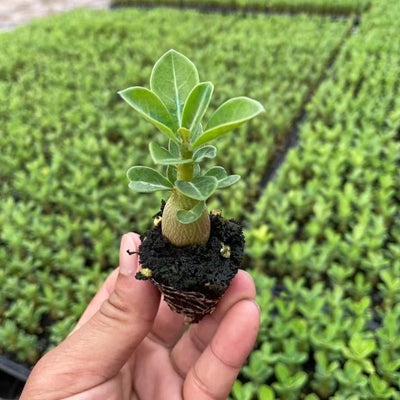 Rosal del Desierto en Maceta - Flores Perennes de Cuatro Estaciones - Image 3