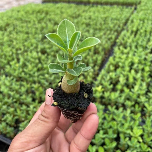 Rosal del Desierto en Maceta - Flores Perennes de Cuatro Estaciones - Image 3