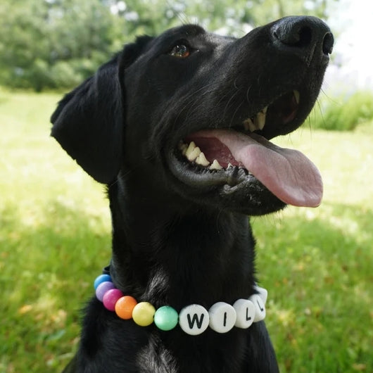 Collar Personalizado para Perro con Cuentas y Pulsera Coordinada - Nombre Grabado en Letras - Image 2