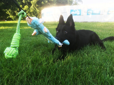 Black telescopic pet training rod with a black cord and two interchangeable braided fabric attachments in green/yellow and blue. - Image 28
