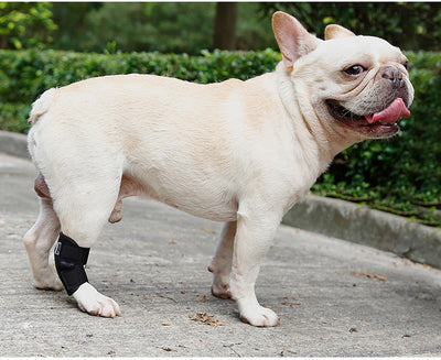 Correa de Fijación Articular para Perros Lesionados - Recuperación y Protección - Image 9