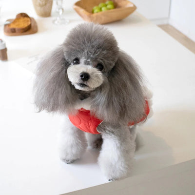 Abrigo Navideño para Mascotas con Cuello Acolchado y Nudo Chino - Image 11