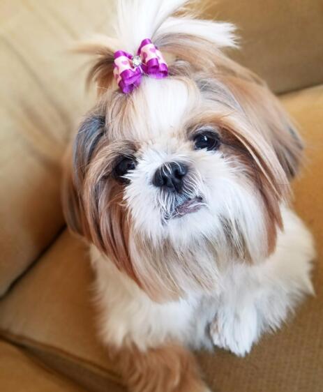 Accesorios para el Cabello de Mascotas con Moño Floral - Image 7