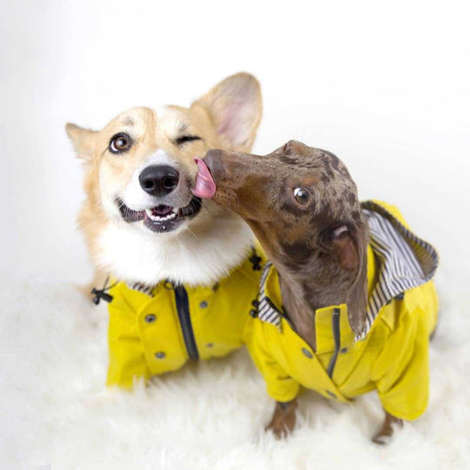 Abrigo Impermeable y Resistente al Viento para Mascotas - Image 12