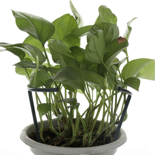 Soporte Enrejado para Plantas Trepadoras - Estructura DIY - Image 6