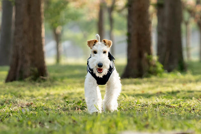 Chaleco Térmico Protector para Perros - Image 13