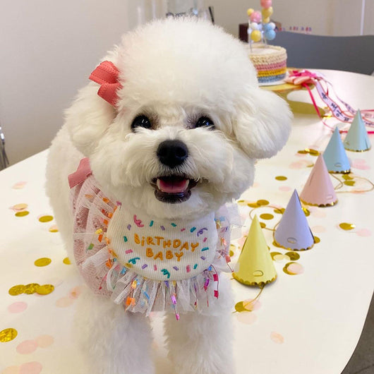 Bandana Fiesta para Perros - Pañuelo Triangular Cumpleaños Bichón - Image 11