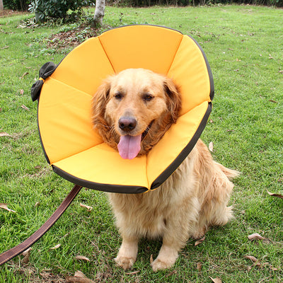 Collar de Recuperación para Perros - Image 3