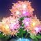 Hydrangea Pink