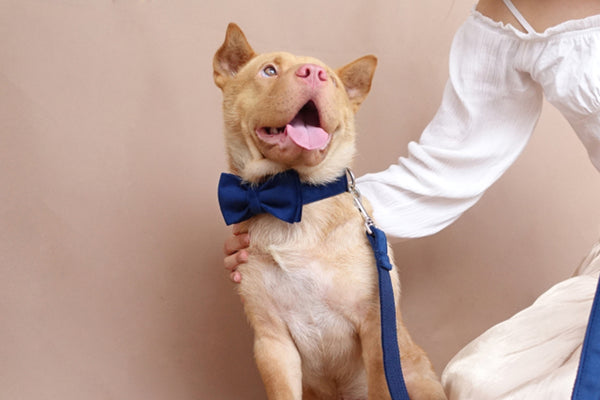 Collar para Perro con Moño Ajustable - Disponible en Tallas Pequeña, Mediana y Grande