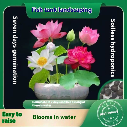 Maceta Lotus Autorriego con Plantas Hidropónicas Vivas - Image 4
