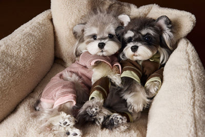 Ropa para Perros Teddy Schnauzer Bichon Bicolor Cómoda - Image 20