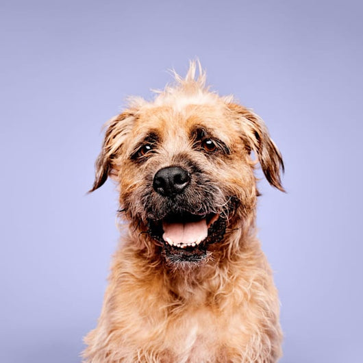 Spray Calmante Paul Mitchell Pet com Lavanda e Hortelã para Cães